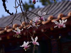 -碑林公园