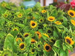 -溪岸路花鸟市场