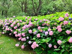 -上海共青森林公园