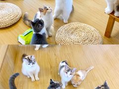 -喵八撸猫馆