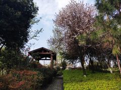 -铁山坪森林公园