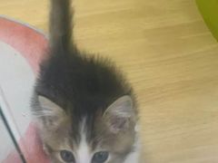 -青奢宠物·青奢猫舍