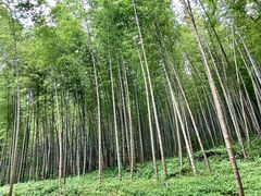 -广州市石门国家森林公园
