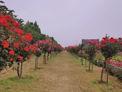 -南阳建业森林半岛假日酒店