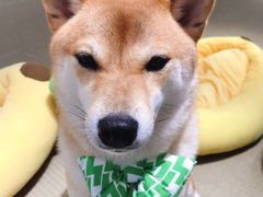 -逗柴咖啡屋·狗咖猫咖宠物桌游