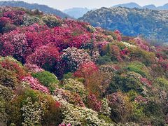 -贵州百里杜鹃风景名胜区
