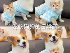 -翊宠yipet猫狗购宠庄园犬舍•猫舍