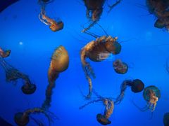 -太平洋海底世界