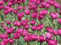 -玄武湖景区-情侣园游乐场