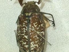 -上海昆虫博物馆