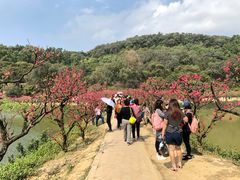 -南国桃园旅游度假区