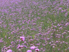 -石井坡(地铁站)