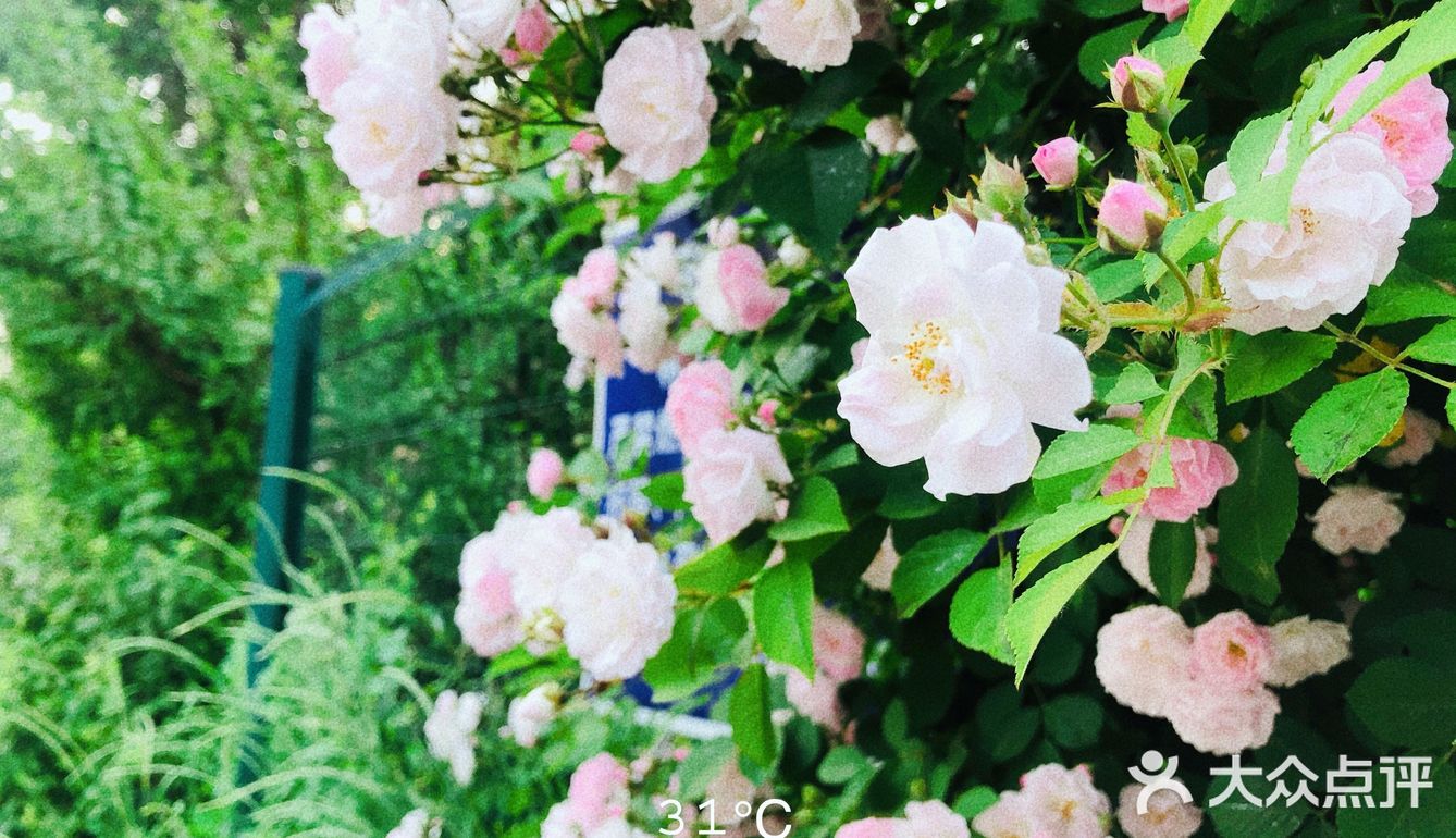 小众风光/绝美月季花墙