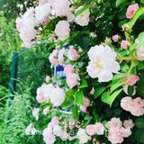 小众风光/绝美月季花墙