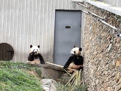 -卧龙中华大熊猫苑神树坪基地