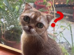 -楼上猫咖(罗湖店)