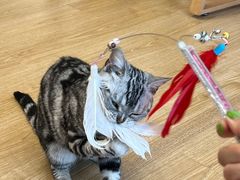 -有喵·猫咖·狗咖·30几只猫10只小狗(岗厦店)