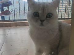 -糯米喵星人总部直营旗舰店·猫舍·幼猫出售