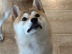 -南京Hallo宠物乐园·哈罗犬舍·柴犬繁育基地