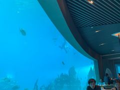 -海棠湾洲际-涛·海底餐厅·美人鱼·自助餐·海底隧道