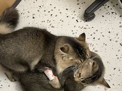 -瑞派康怡24h宠物医院·犬猫医疗中心·微创绝育(瑞景分院)