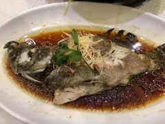 清蒸石斑鱼-新洪记·丽久饭店(铁西店)