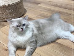 -瞄一喵猫咖(格力海岸店)