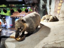 -Zoolung Zoolung动物主题公园(海信广场店)