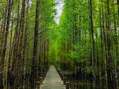 -桤木河湿地公园