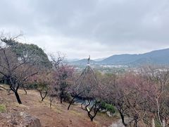 -香雪海