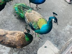 -西双版纳原始森林公园