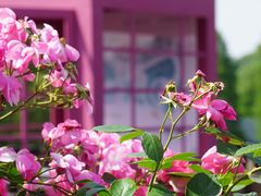 -上海辰山植物园