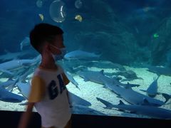 -烟台海昌鲸鲨海洋公园