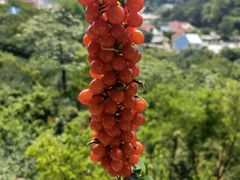 -葛子涧农家宴