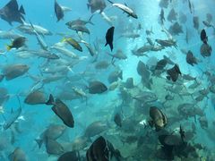 -瑞德姆美人鱼海底演艺主题餐厅(亚龙湾店)