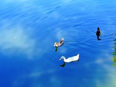 -三忘湖 SWANSEEN(柳荫公园店)