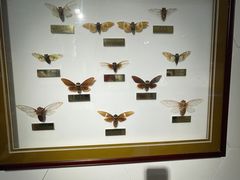 -上海昆虫博物馆
