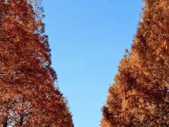 -黄海国家森林公园