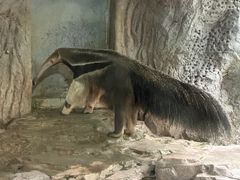 -深圳野生动物园