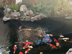 -鲤院·新中式美学·庭院餐厅(夫子庙店)