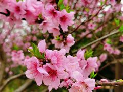 -白塘生态植物园