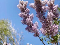 -大兴滨河森林公园