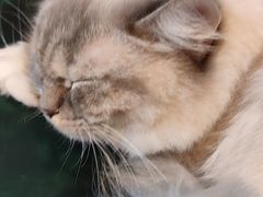 -喵喵咪呀布偶猫咖(春熙路店)