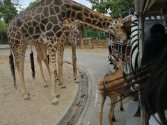 -清迈夜间动物园