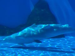 -珠海横琴长隆《卡卡虎奇遇记》