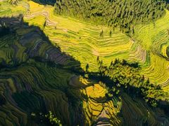 -紫鹊界梯田景区
