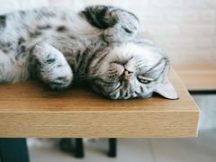 -平行世界·猫咖(首经贸店)