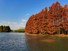 -上海海湾国家森林公园