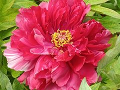 -莲花池公园