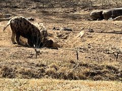 -北京野生动物园
